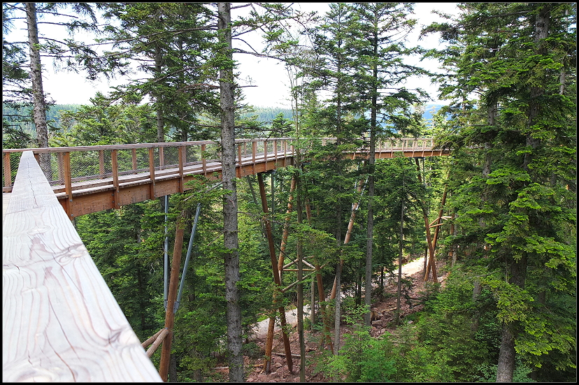 Baumwipfelpfad Schwarzwald
