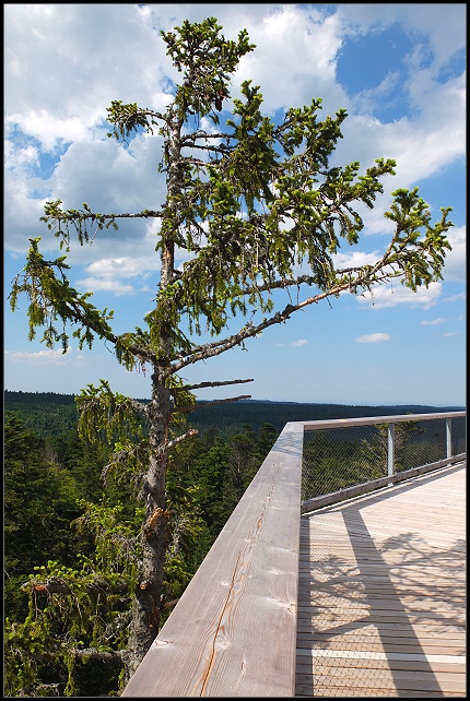 Baumwipfelpfad Schwarzwald