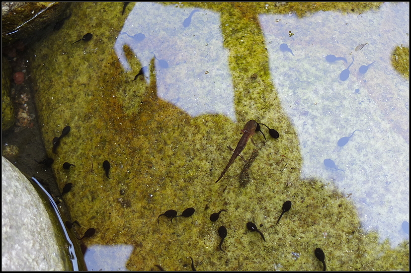 Ein Mini-Molch und unzhlige Kaulquappen