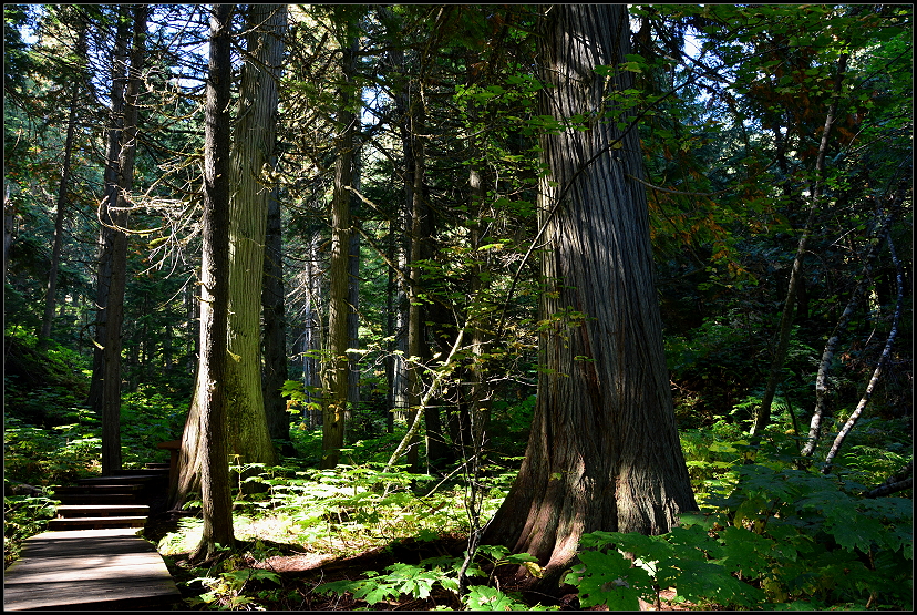 Giant Cedars Walk