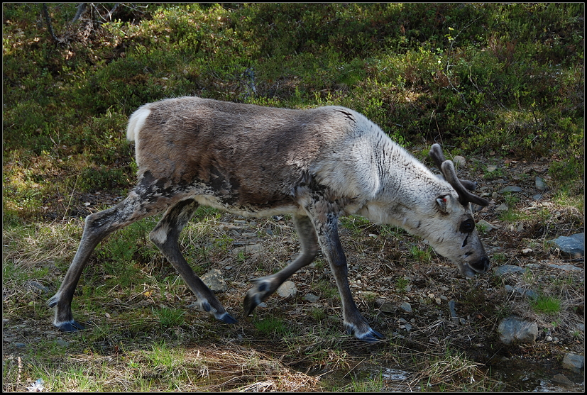 Das erste "wilde" Rentier