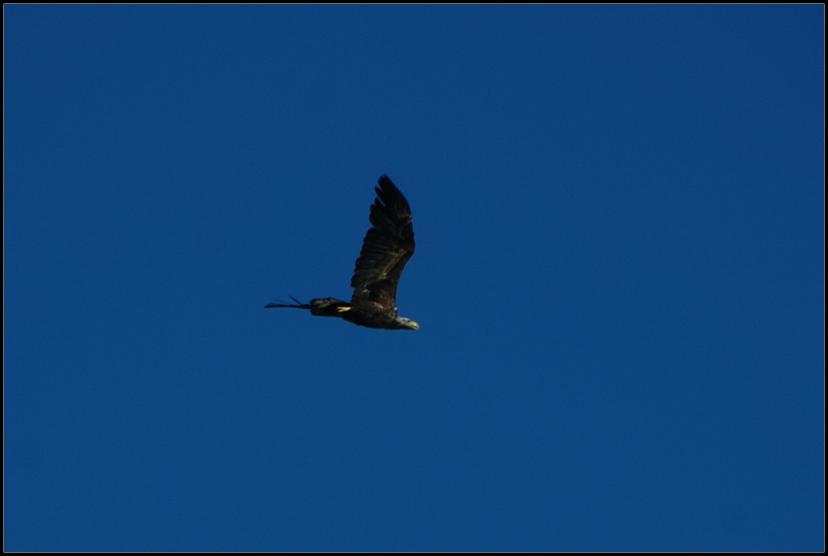 Ein Seeadler