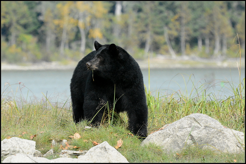 Dieser Schwarzbär war schon ein ganzes Stück größer und kräftiger als der, den wir am Icefields Parkway sahen