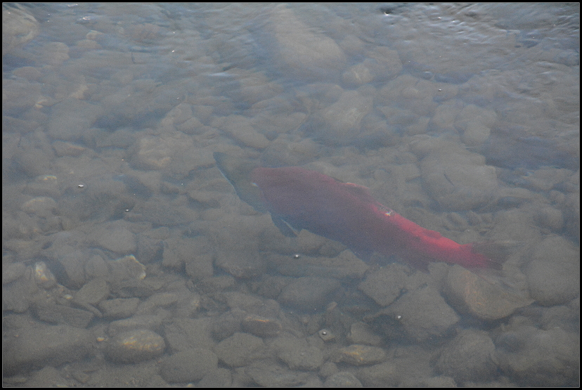 Salmon Run im Roderick Haig-Brown Provincial Park 