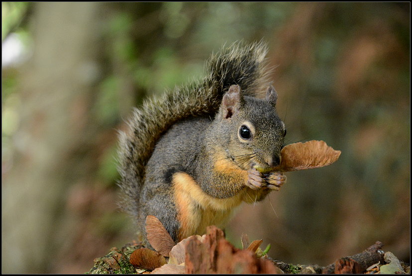 Eichhrnchen beim Futtern