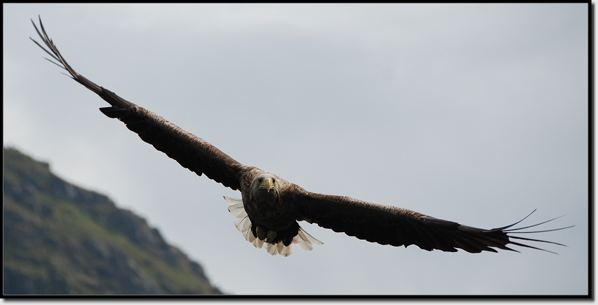 Seeadler im Anflug