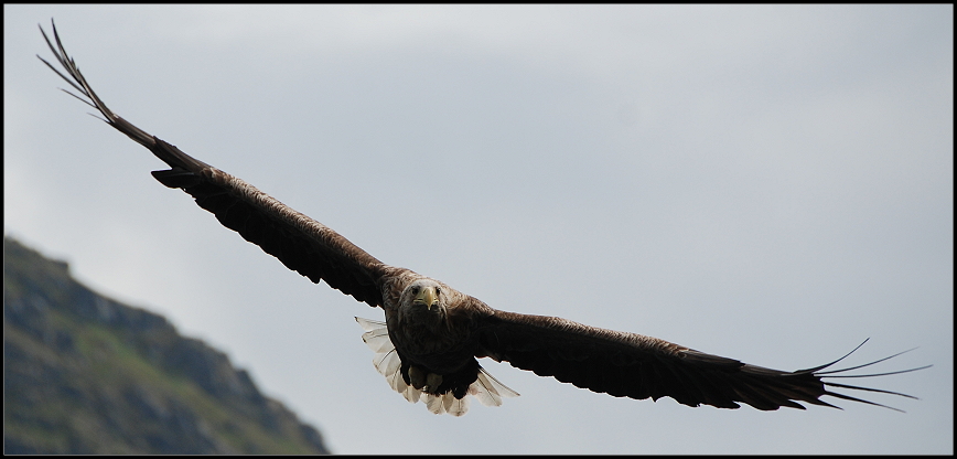 Seeadler im Anflug