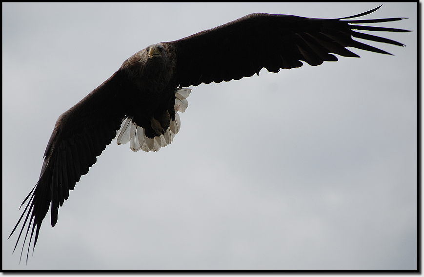 Seeadler, ein wunderschnes Tier 