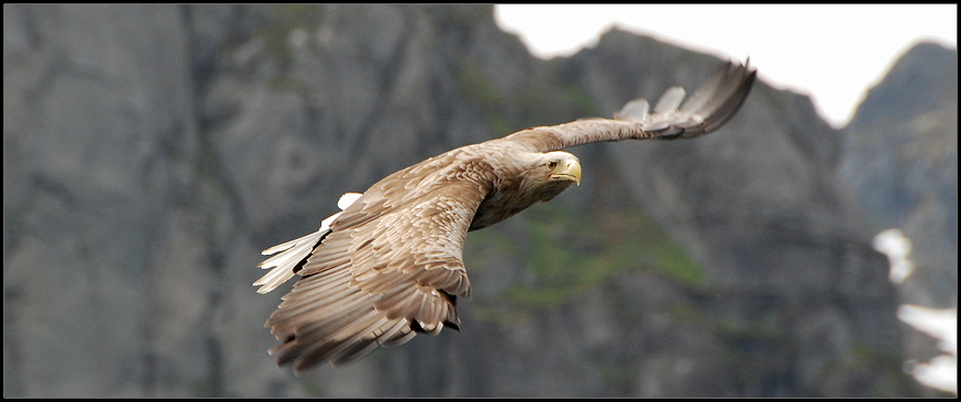 Seeadler im Anflug