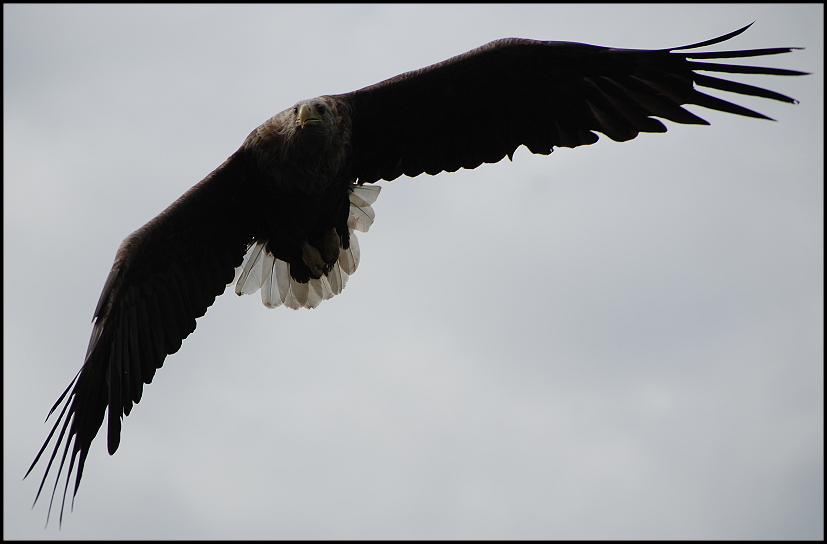 Seeadler, ein wunderschnes Tier 