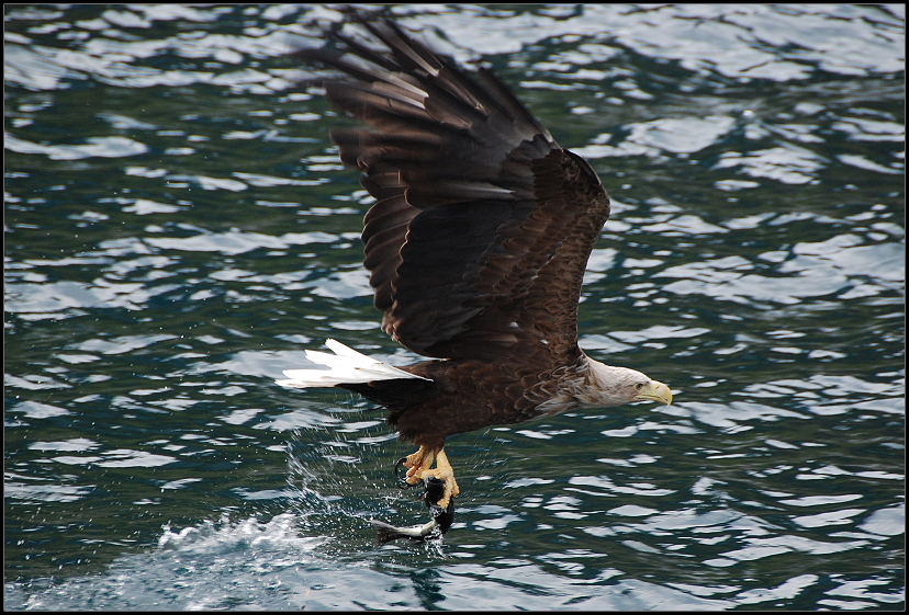 Da greift der Seeadler sich den Fisch