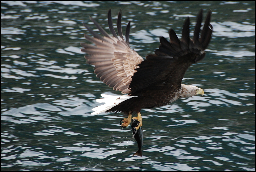 Seeadler mit Fisch