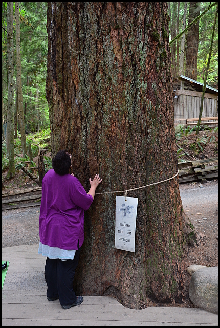 1300 Jahre alte Douglasie 1300 Jahre alte Douglasie