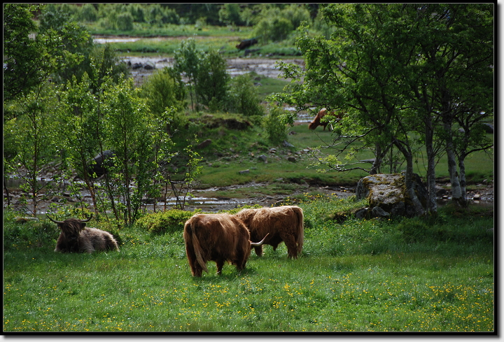 Highlander in Norwegen
