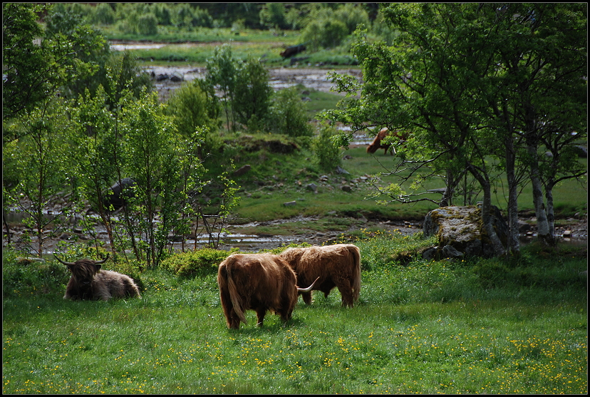 Highlander in Norwegen