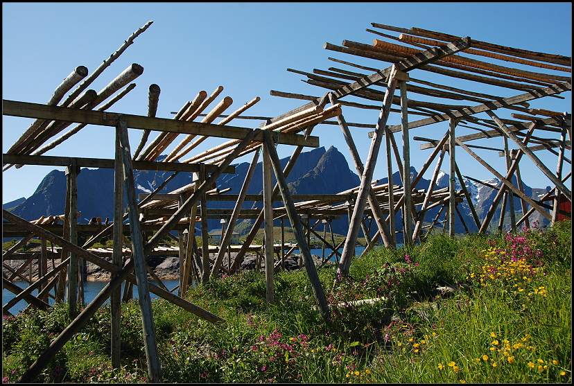 Stockfischgestelle Hamnya Lofoten