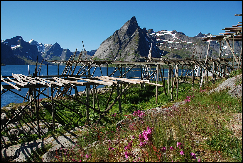 Stockfischgestelle Hamnya Lofoten