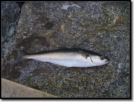 Der erste gefangene Fisch! Der erste gefangene Fisch!
