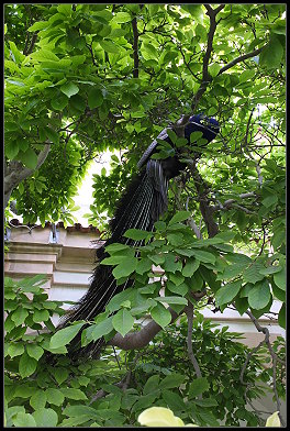 Pfau im Baum Pfau im Baum