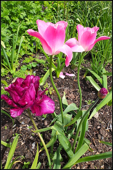 Aberglasney Gardens Aberglasney Gardens