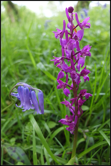 Aberglasney Gardens Aberglasney Gardens