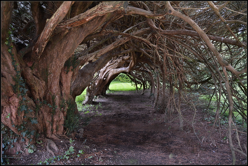 Aberglasney Gardens Eibentunnel