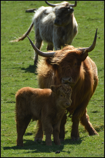 Hochlandrinder Hochlandrinder