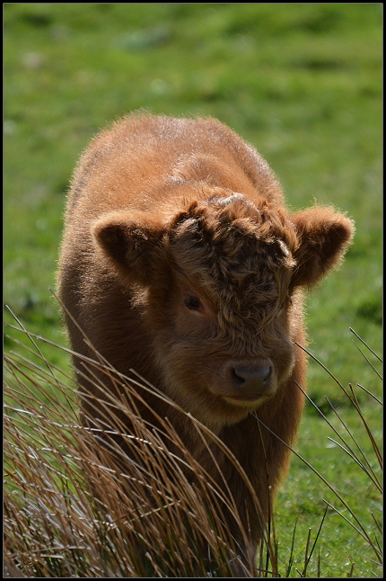 Ein Kälbchen Highland Cattle Ein Kälbchen Highland Cattle