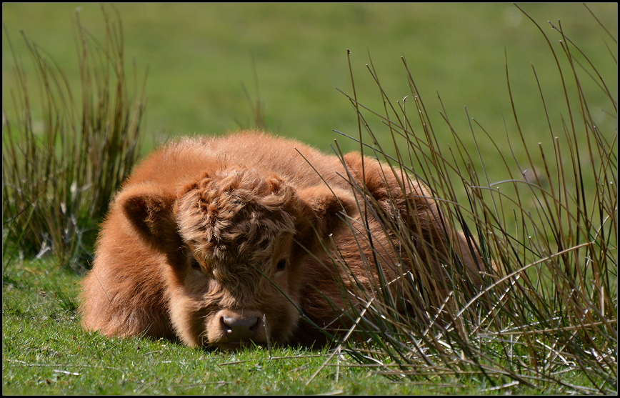 Ein Klbchen Highland Cattle
