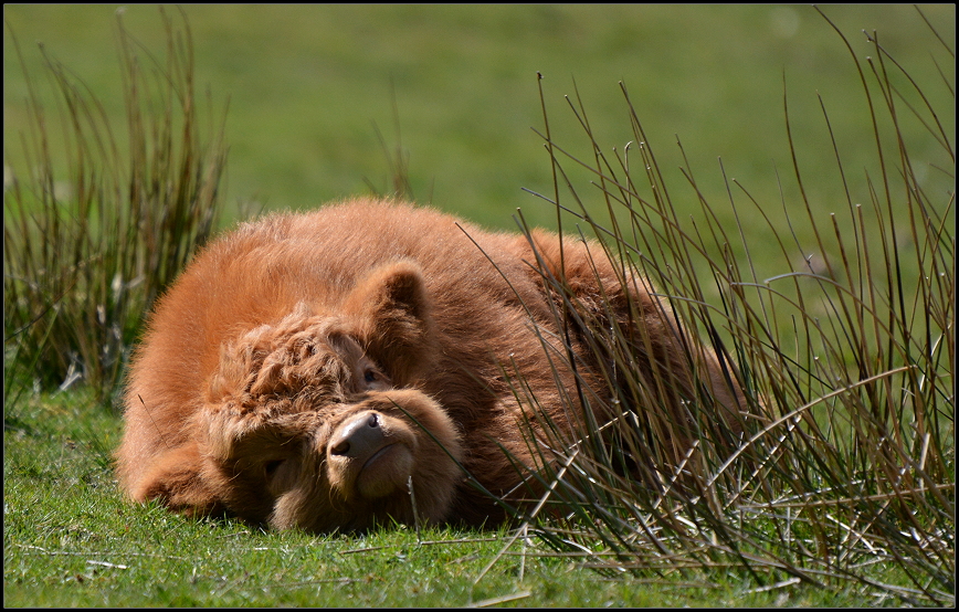 Ein Klbchen Highland Cattle