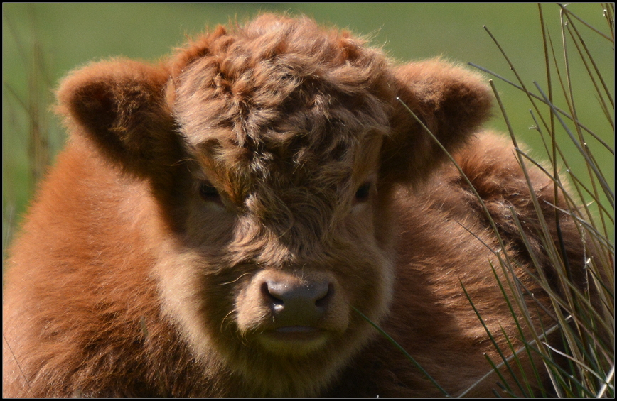 Ein Klbchen Highland Cattle