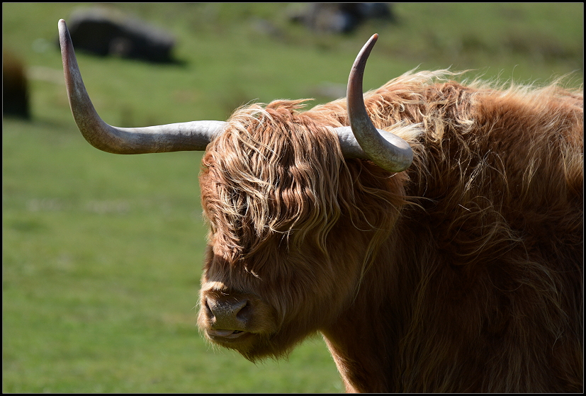 Highland Cattle