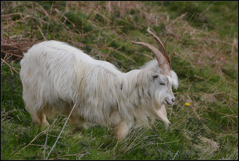 Kaschmirziegen Great Orme