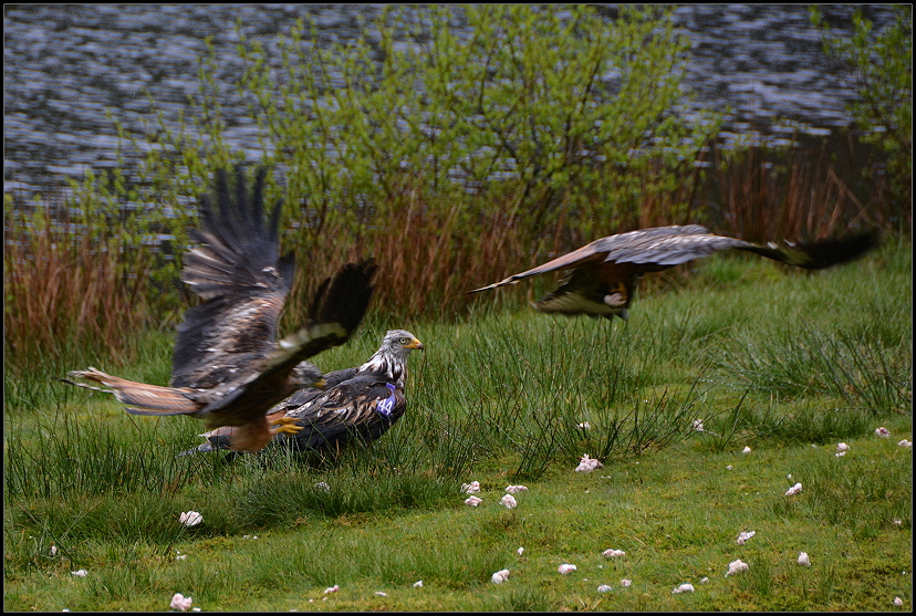 Bwlch Nant yr Arian Rotmilane