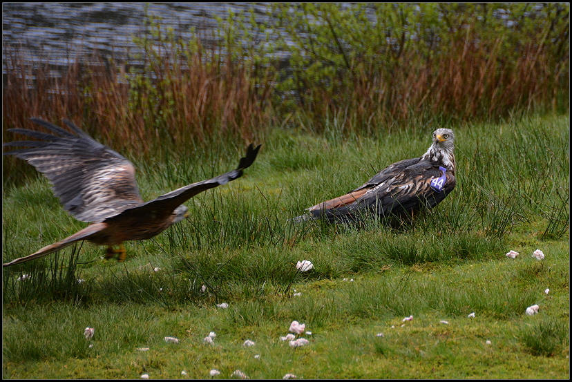 Bwlch Nant yr Arian Rotmilane