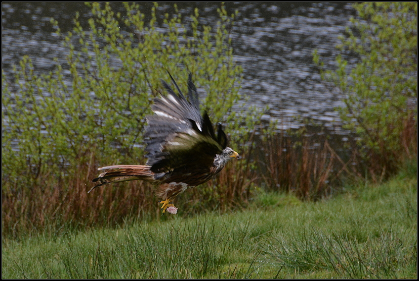 Bwlch Nant yr Arian Rotmilane