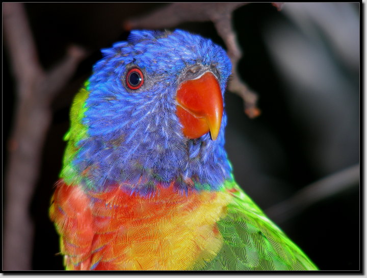 Regenbogenlori